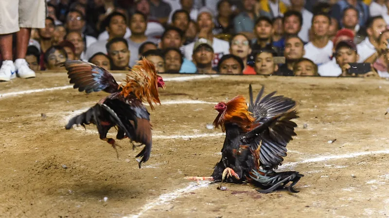 Regulated electronic traditional sabong cockfighting arena